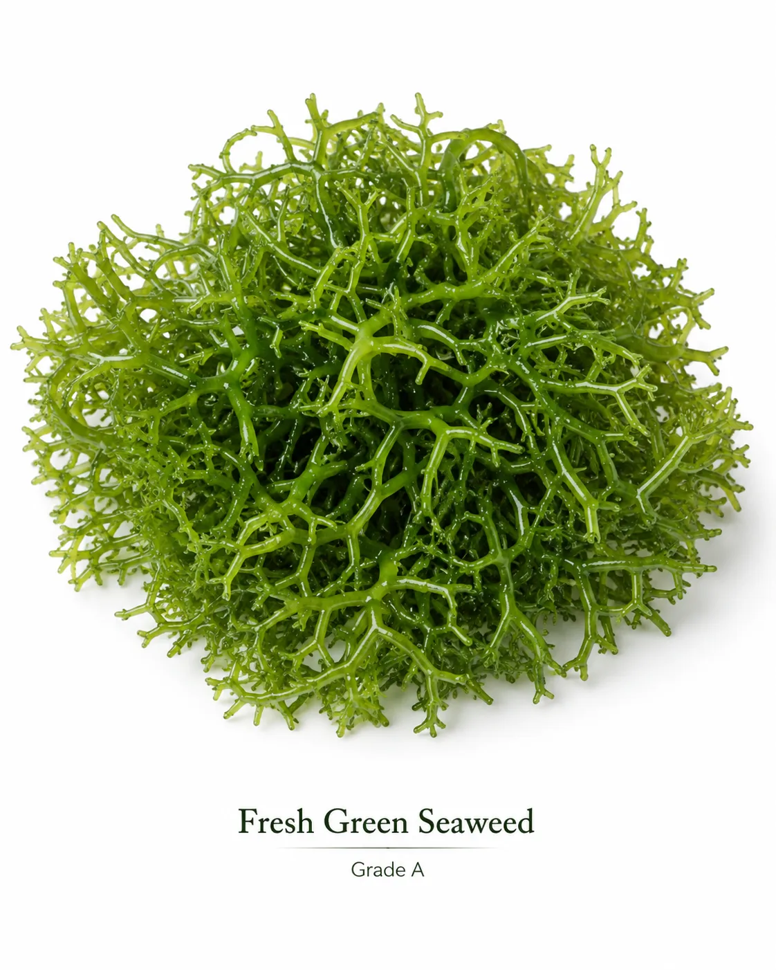 Fresh Indonesian green seaweed in a bowl