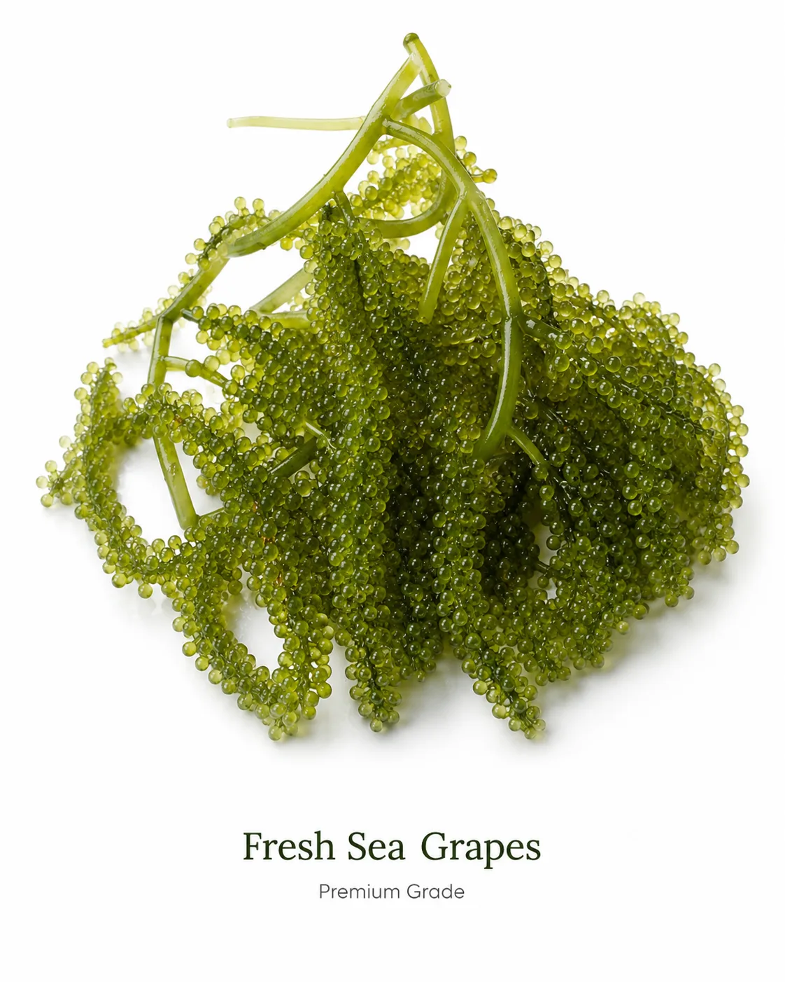 Fresh sea grapes, also called green caviar