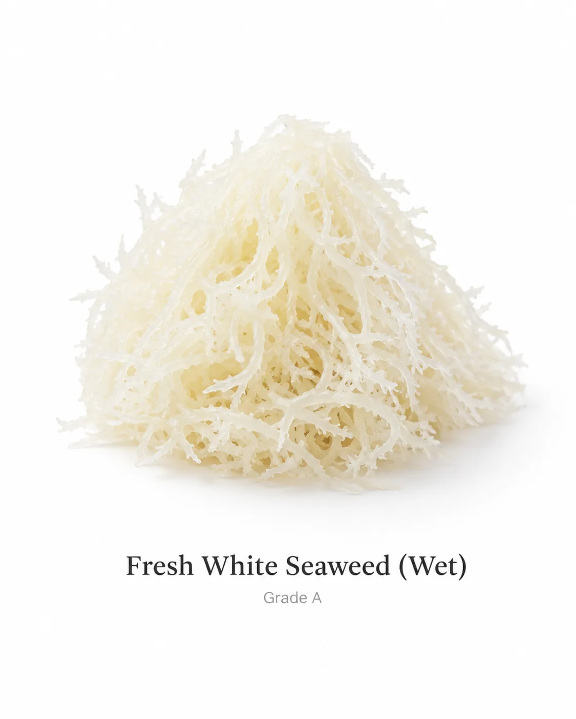Fresh white seaweed